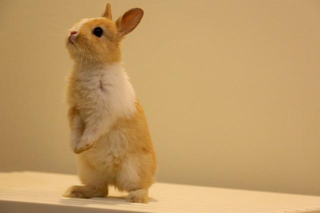 roztomilý králík
